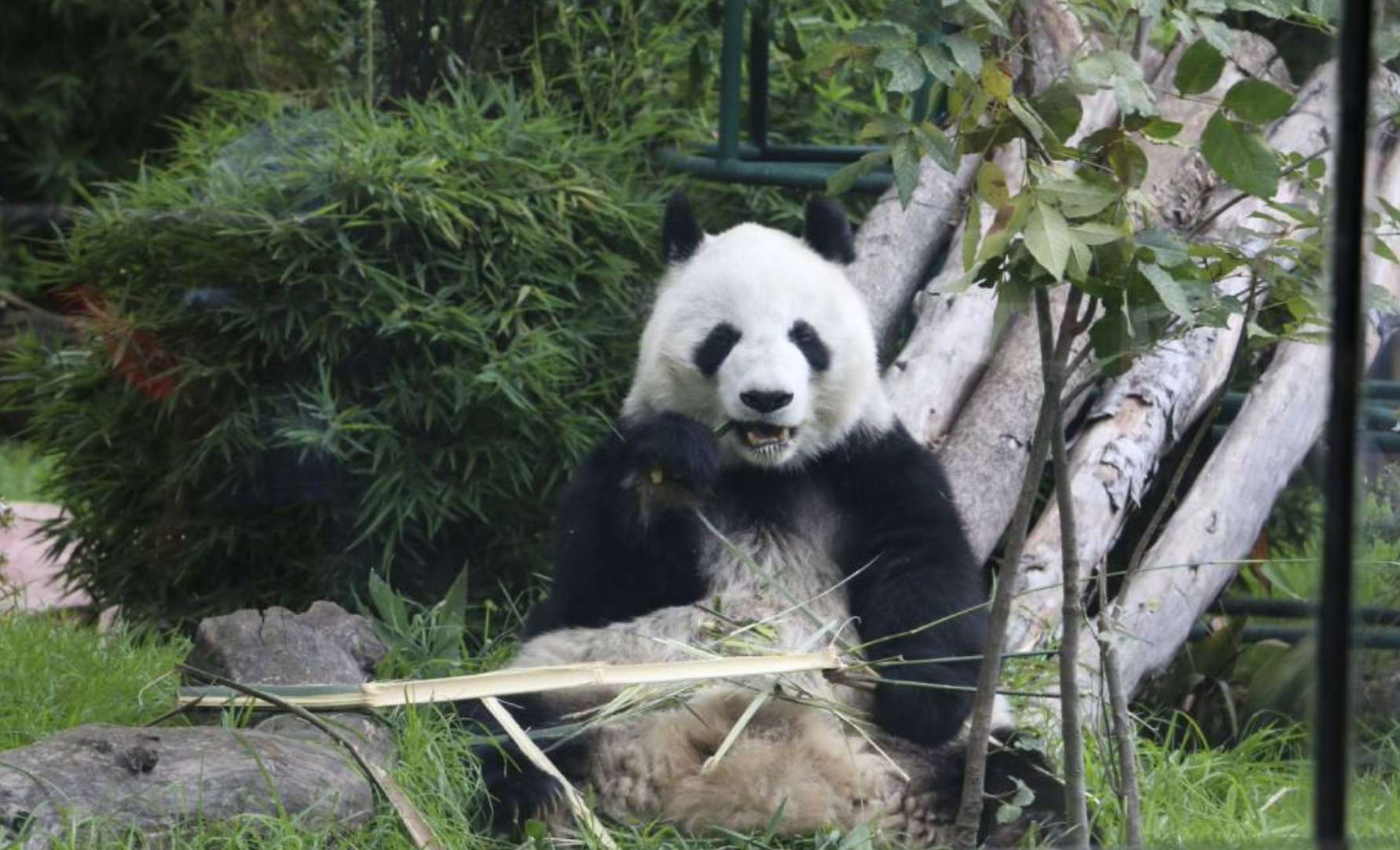 Panda ataca a cuidadora en zoológico (VIDEO)